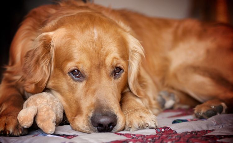 Le chien a une grosseur sous la peau