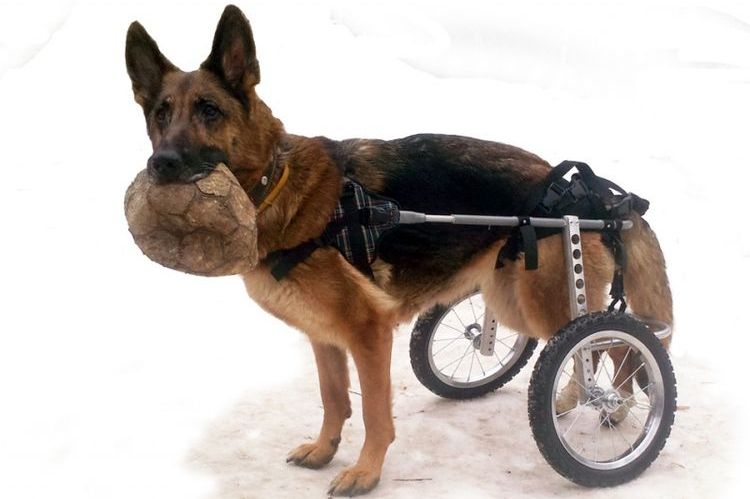 chien handicapé