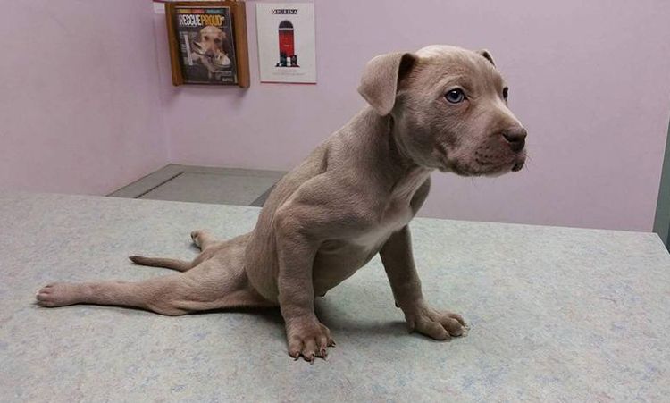 Les pattes arrière du chiot se dérobent