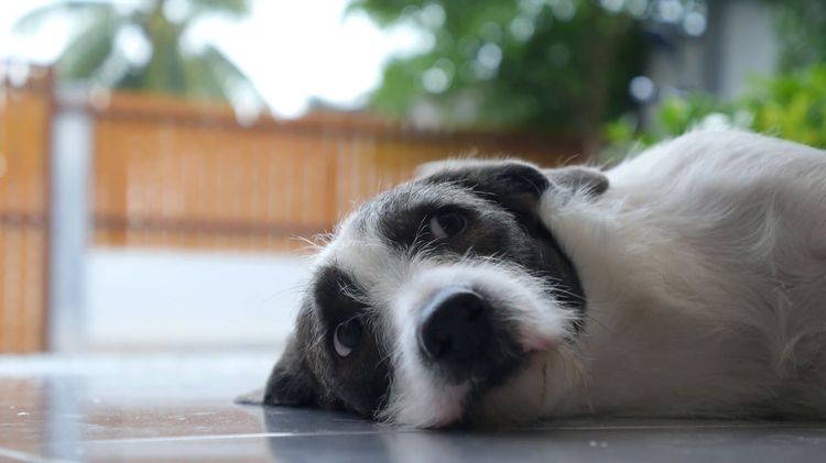 Pneumonie chez un chien