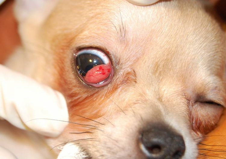 Adénome chez un chien