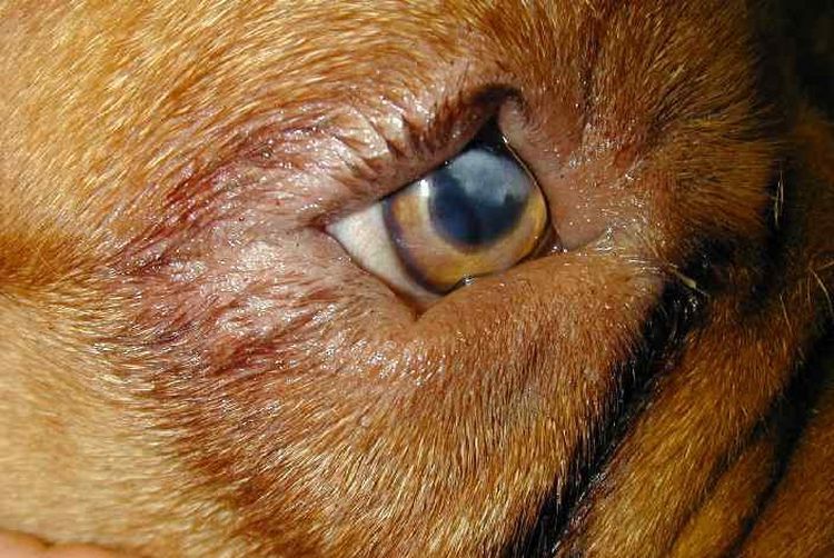 Entropion de la troisième paupière chez un chien