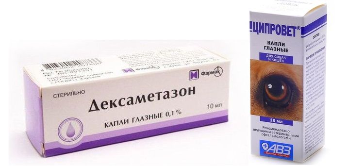 Traitement de l'inflammation de la troisième paupière chez le chien