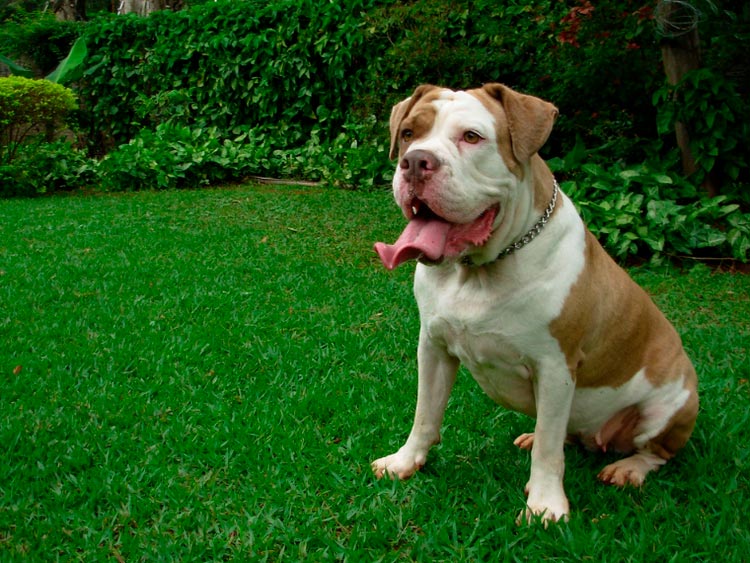 Bouledogue brésilien Compeiro