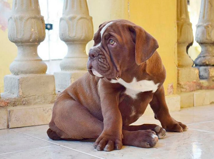 chiot bouledogue brésilien
