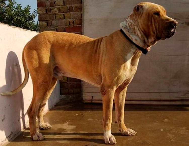 Bully Kutta rouge