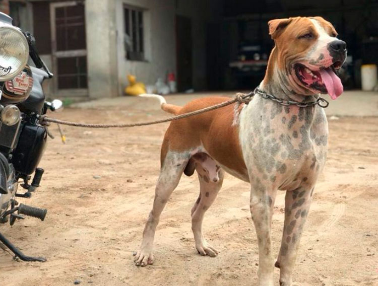 Photo de Gul Dong (bouledogue pakistanais)