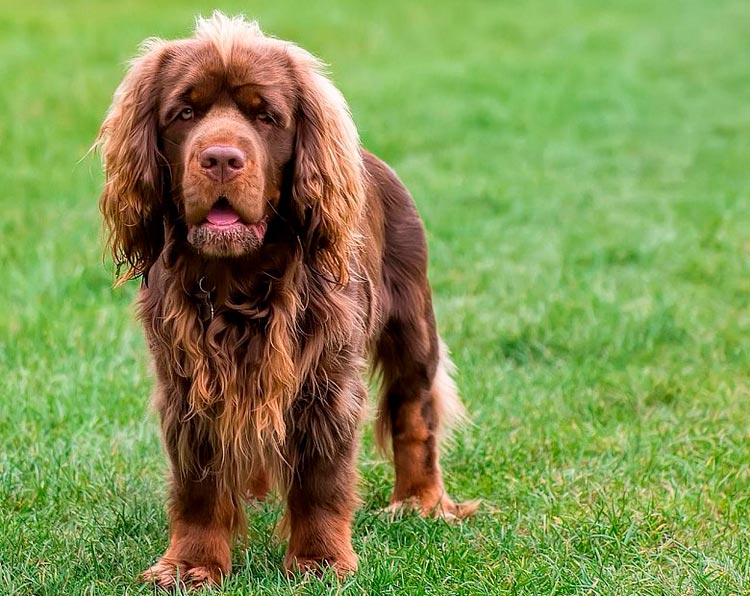 race de chien Sussex Spaniel