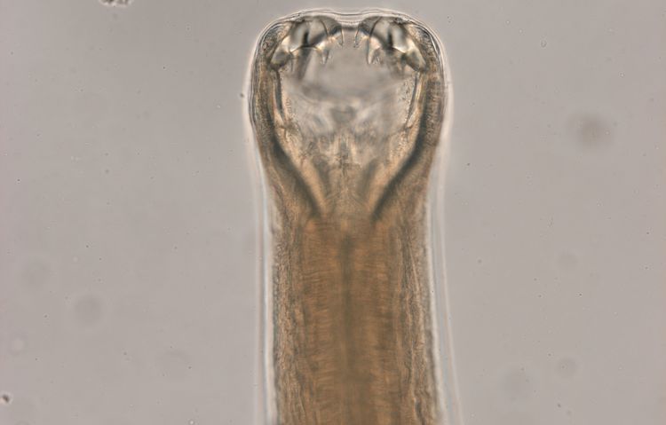 Ancylostoma caninum