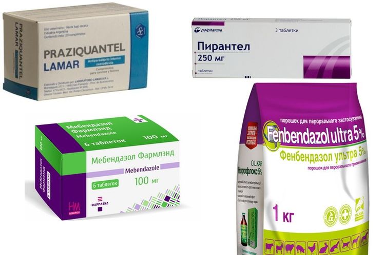 Traitement des ankylostomes chez le chien