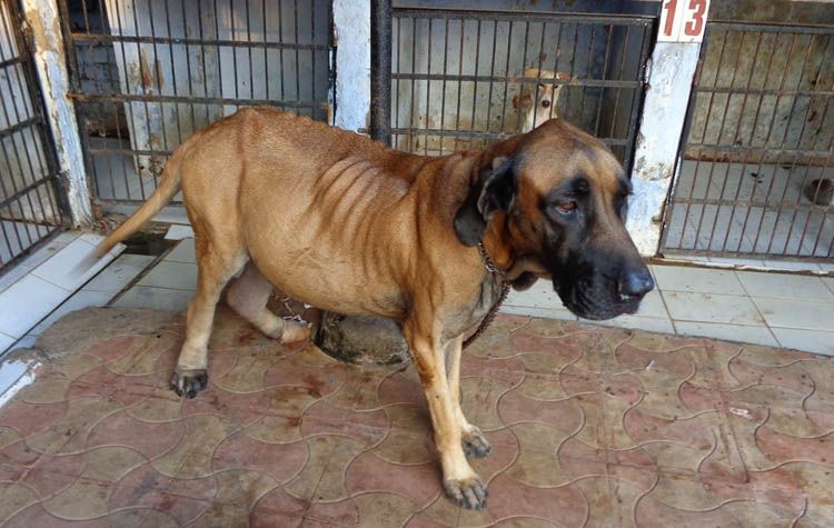 Le chien a une ascite.