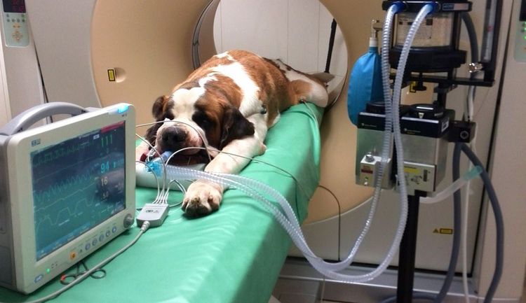 Traitement de l'ascite chez le chien