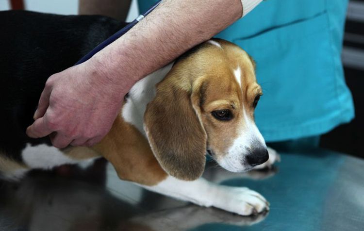 Ascite chez un chien