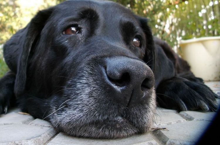 La maladie de Lyme chez les chiens