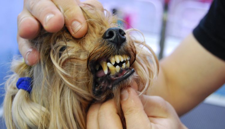 Examiner la gueule d'un chien avant un nettoyage aux ultrasons