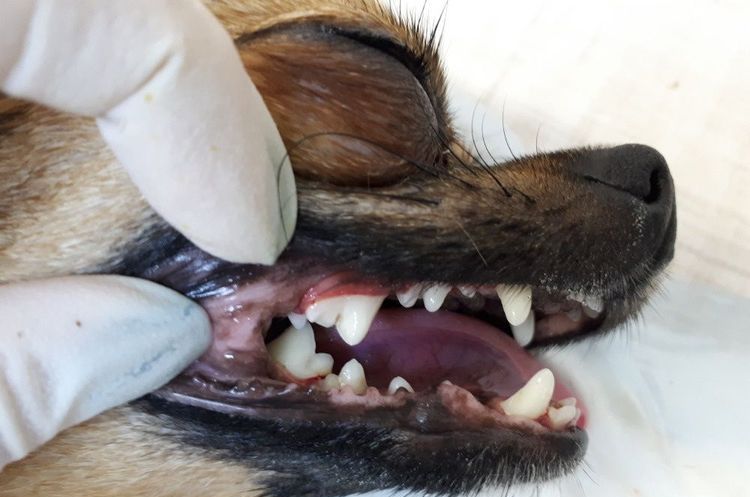 Nettoyage ultrasonique des dents du chien