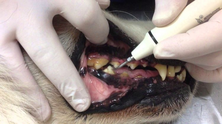 Nettoyage ultrasonique des dents du chien