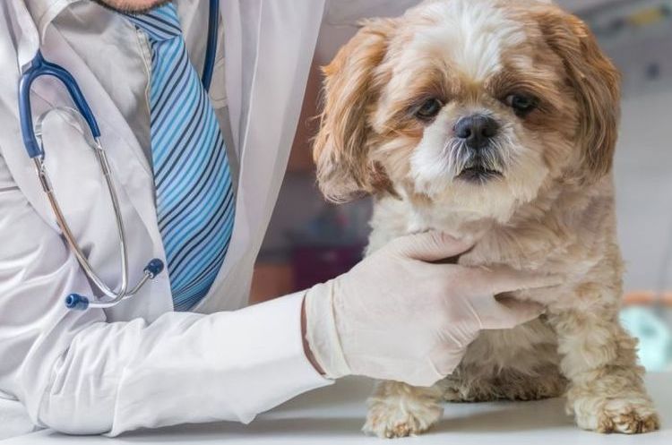 Un chien examiné par un médecin