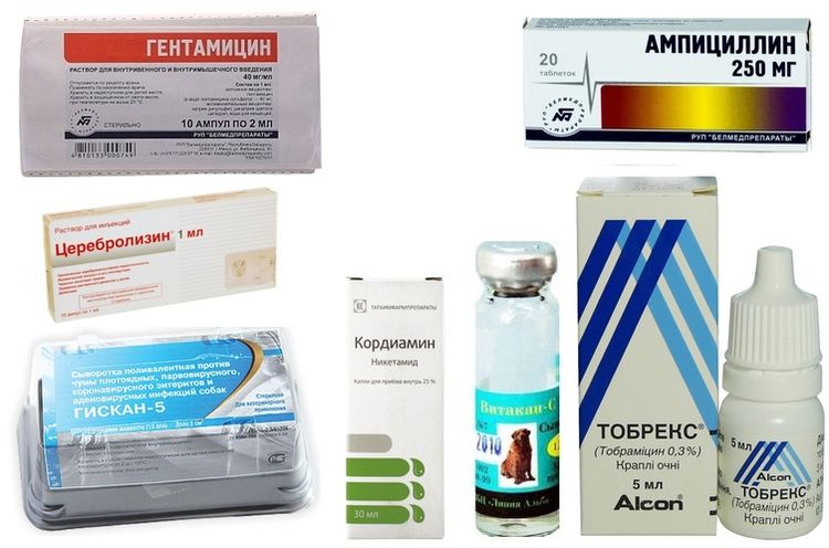 Médicaments pour le traitement de la maladie de Carré chez les chiens