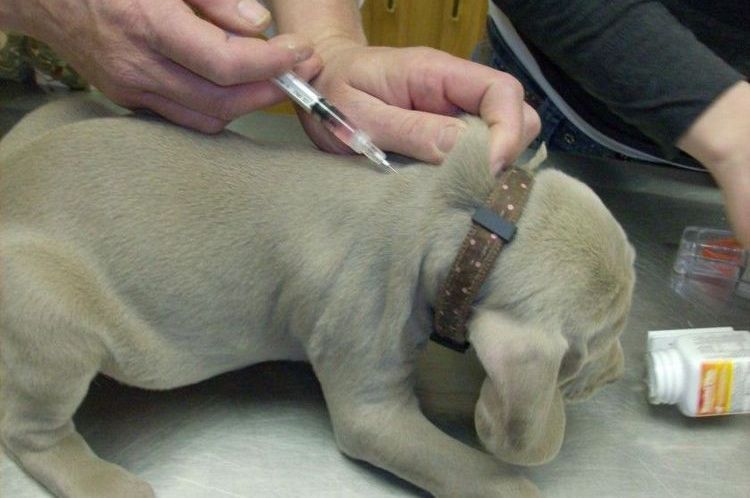 Vaccination d'un chiot