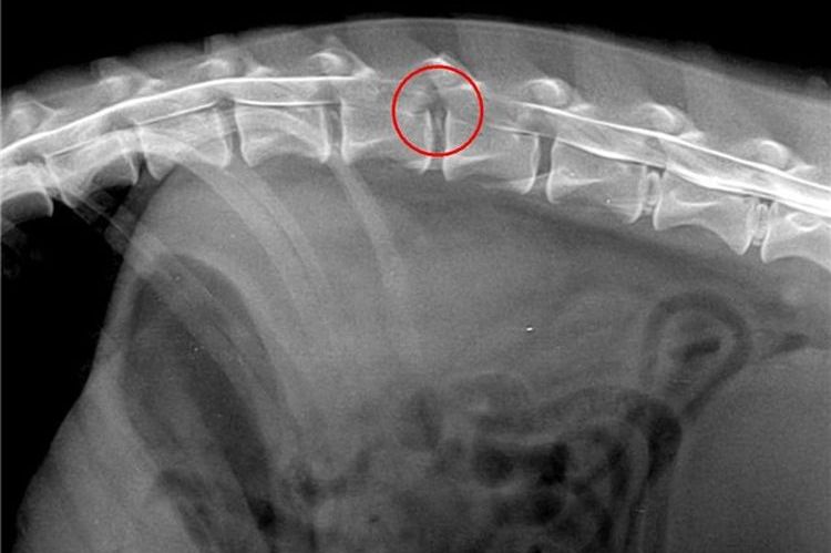 discopathie chez les chiens (photo)