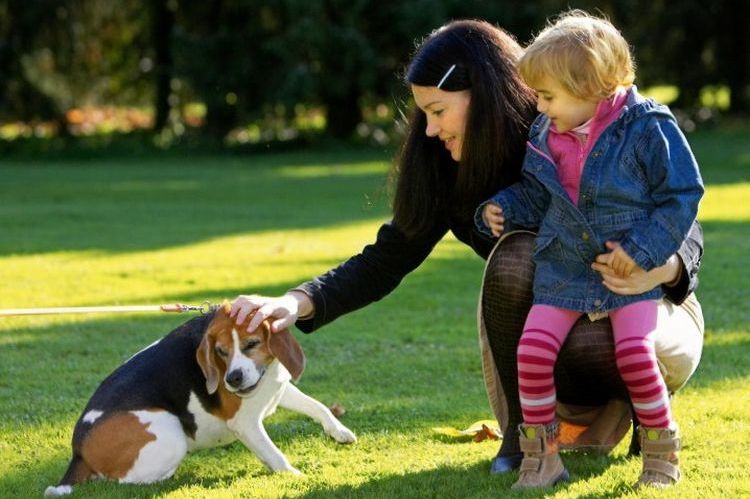 Le chien ne se laisse pas caresser.