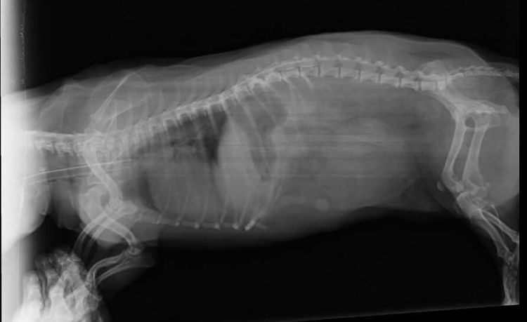Radiographie de la colonne vertébrale d'un chien