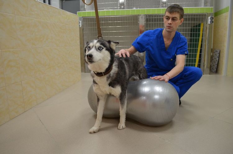 Gymnastique pour la discopathie chez les chiens