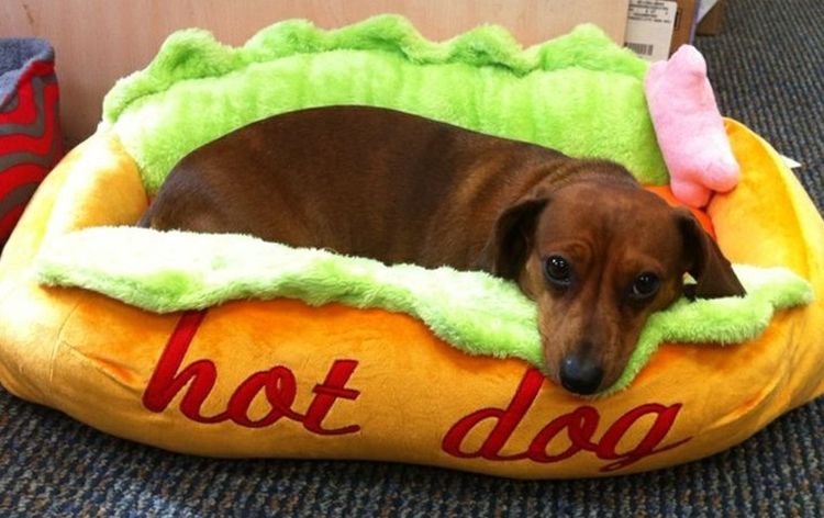 Est-ce qu'on mange du chien en Corée ?