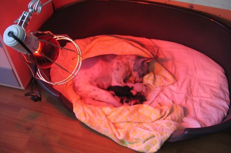 Chiots sous une lampe infrarouge