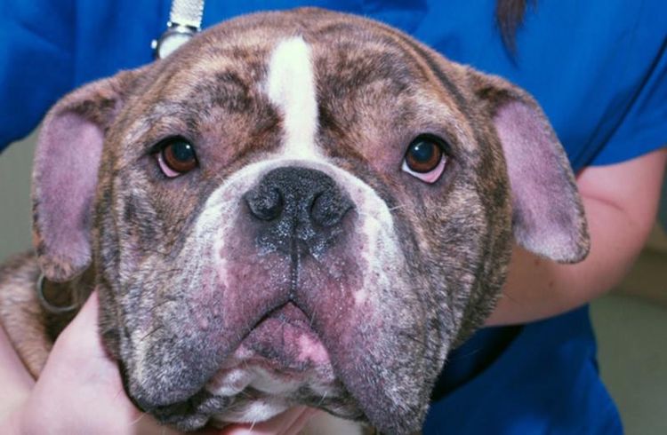 Champignons sur le visage d'un chien