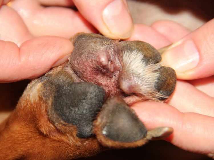 Champignon sur la patte d'un chien