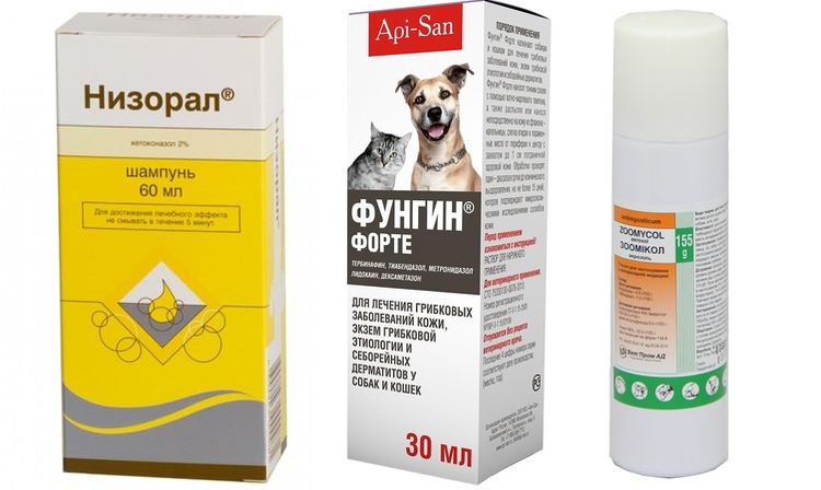 Médicaments pour le traitement des mycoses chez le chien