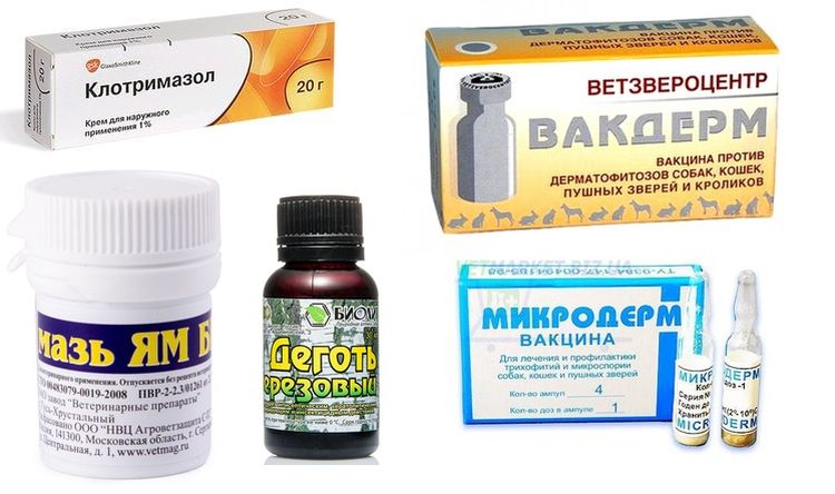 Médicaments pour le traitement des mycoses chez le chien