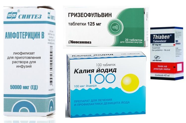 Médicaments pour le traitement des mycoses chez le chien