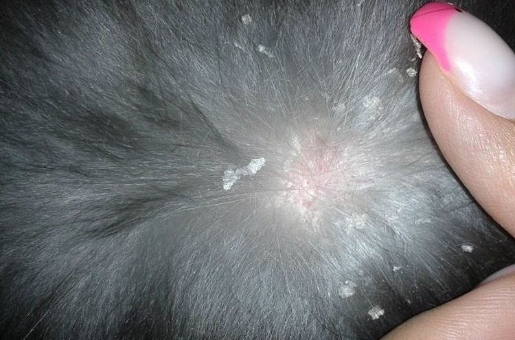 Cheyletiella sur la fourrure d'un chien