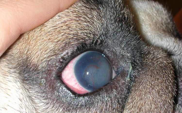 Kératite vasculaire chez un chien
