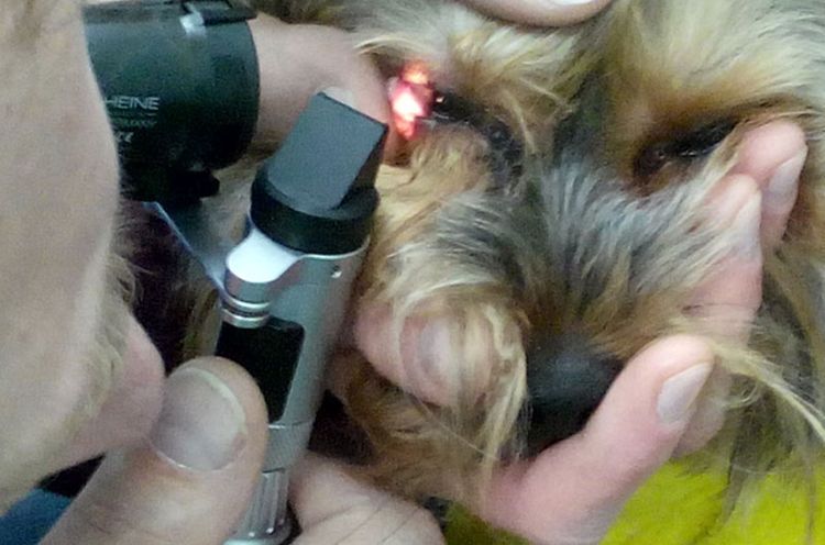 Test Nornu pour chien