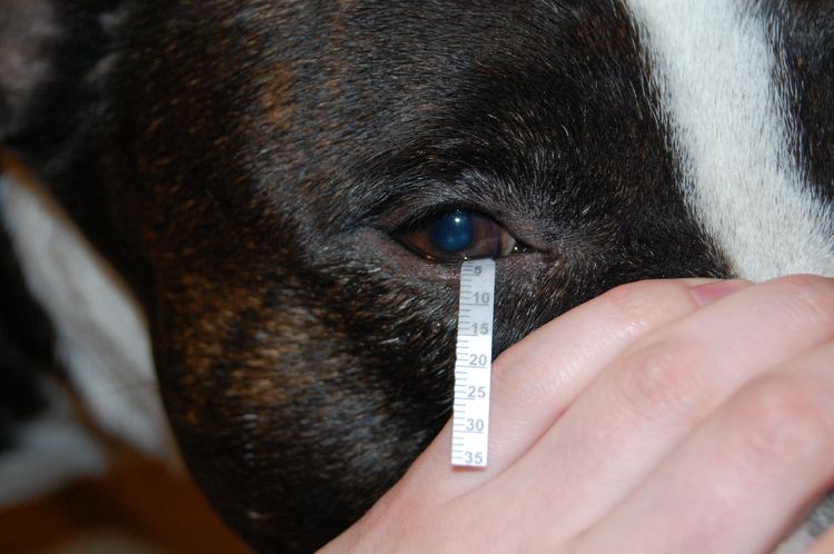 Test de Schirmer pour chiens