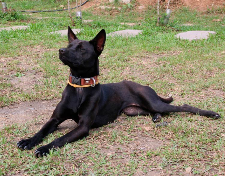 Races de chiens chinois Chien de Formose