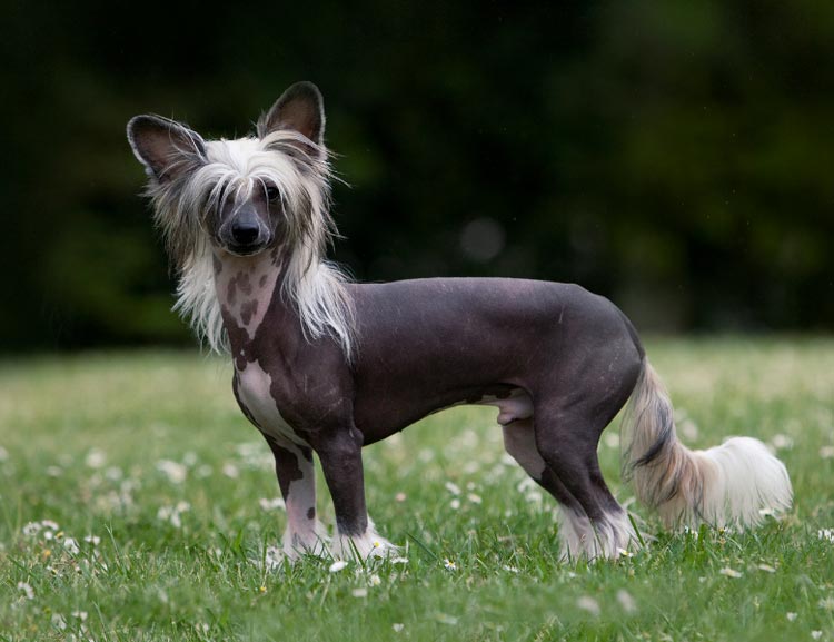 Races de chiens chinois : Chien nu à crête