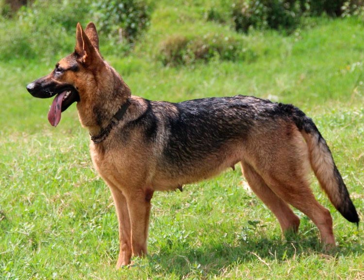 Races de chiens chinoises : Berger de Kunming