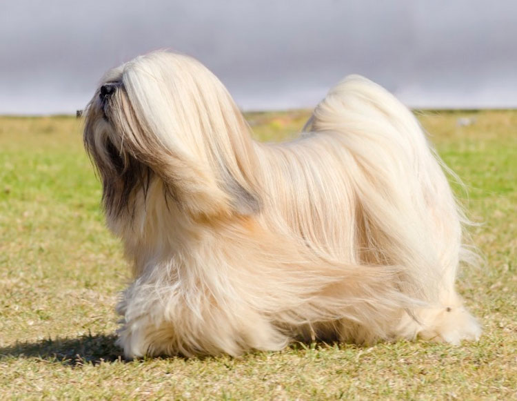 Races de chiens chinoises Lhasa Apso