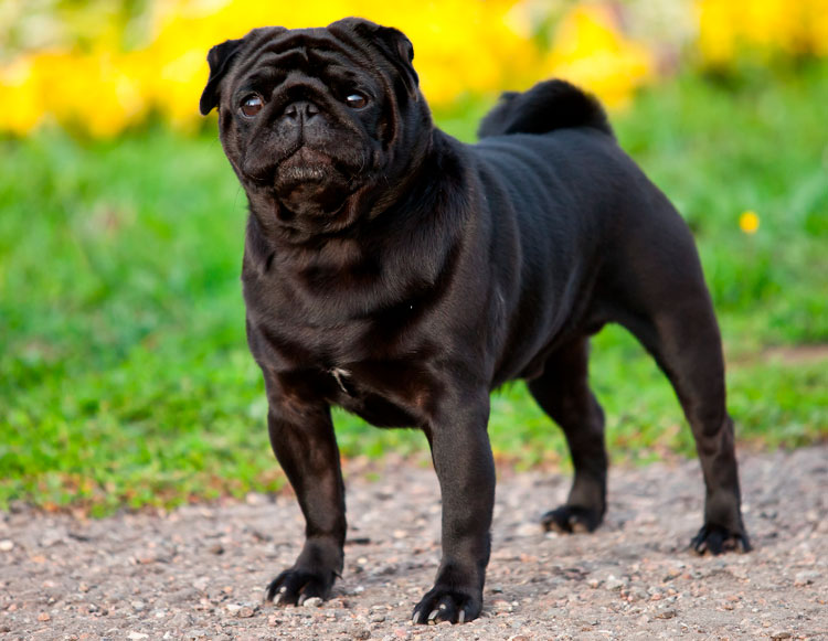 races de chiens chinoises carlin