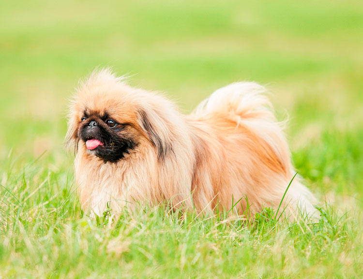 Races de chiens chinoises Pékinois