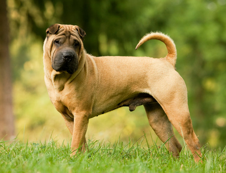 Races de chiens chinoises : Shar Pei