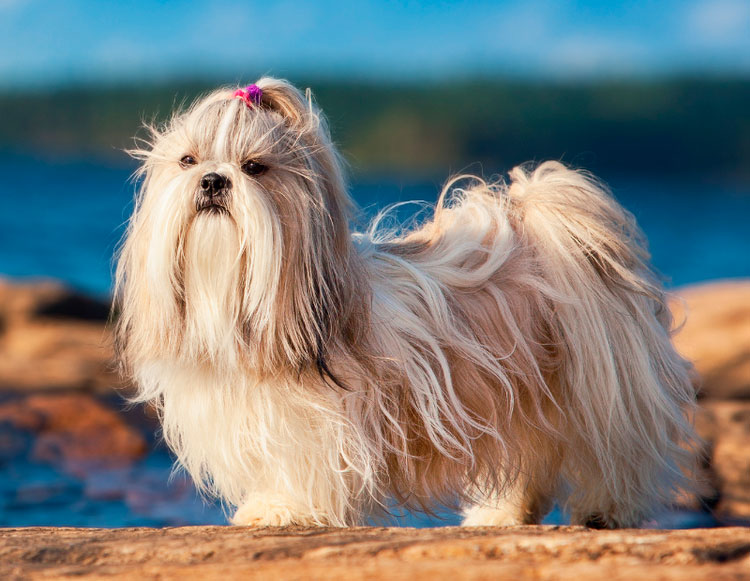 Races de chiens chinoises Shih Tzu