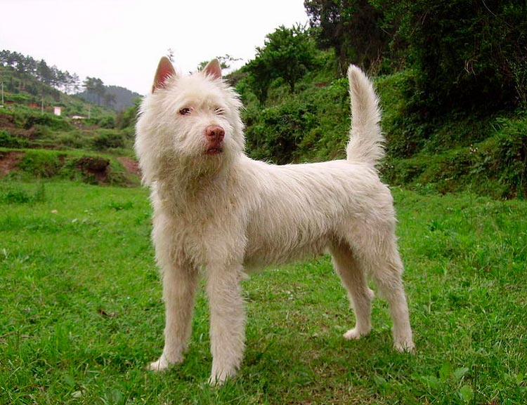Races de chiens chinois : Sasy Quan