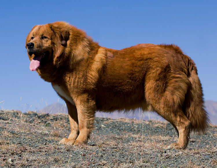 Races de chiens chinoises : Mastiff tibétain