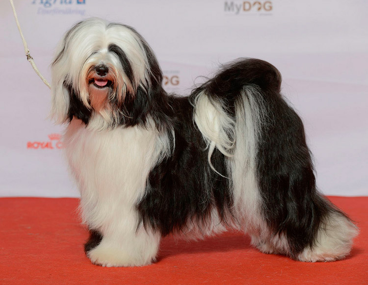 Races de chiens chinoises : Terrier tibétain